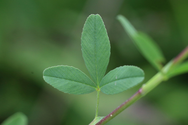 Trifolium aureum - leaves