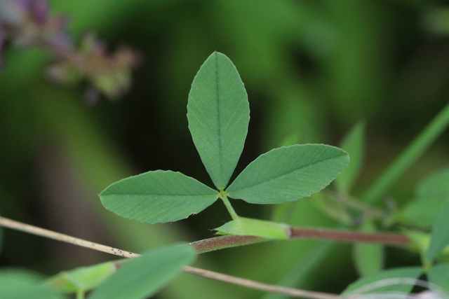 Trifolium aureum - leaves