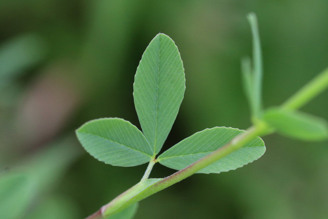 Trifolium aureum - leaves