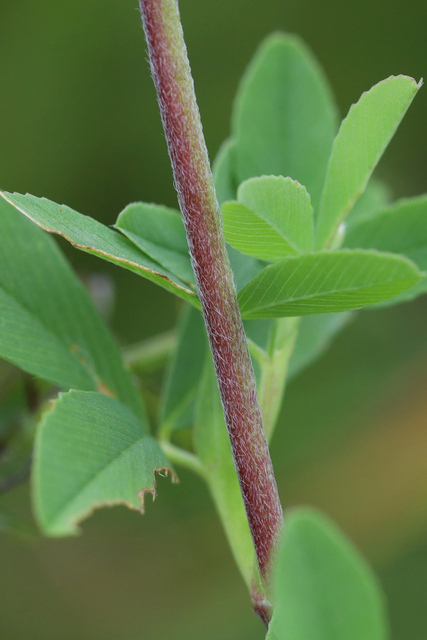 Trifolium aureum - stem