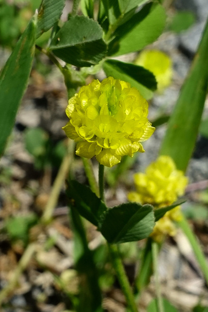 Trifolium campestre