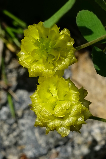 Trifolium campestre