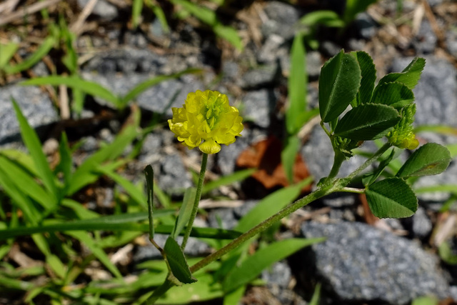 Trifolium campestre