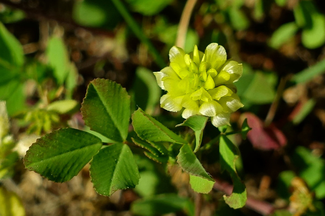 Trifolium campestre