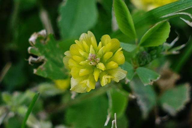 Trifolium campestre