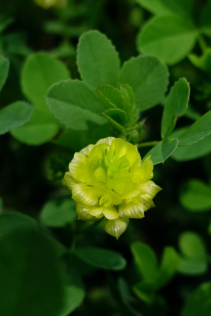 Trifolium campestre