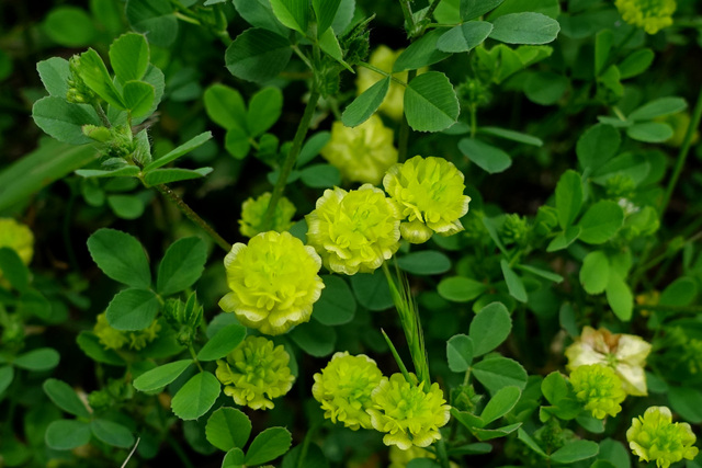 Trifolium campestre