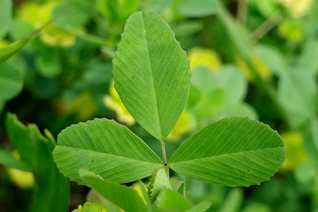 Trifolium campestre - leaves