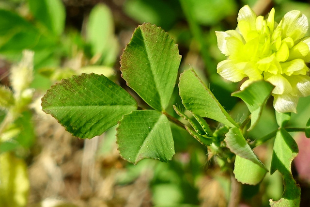 Trifolium campestre - leaves