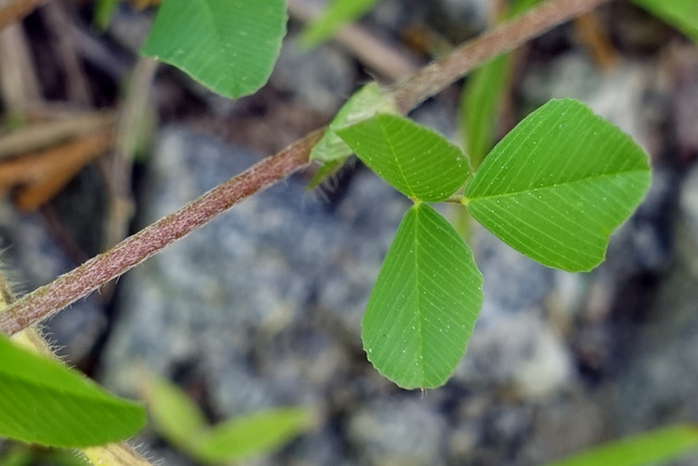 Trifolium campestre - leaves