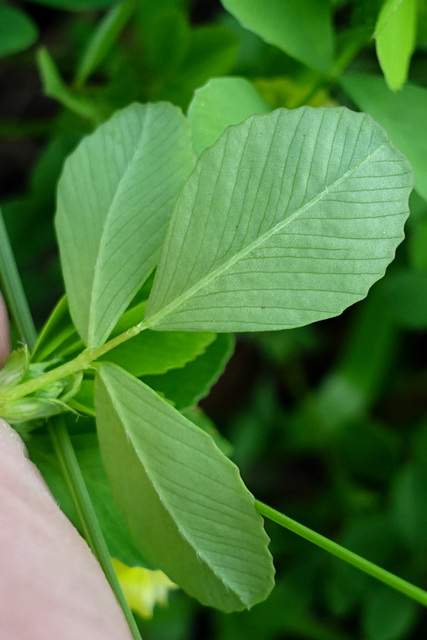 Trifolium campestre - leaves