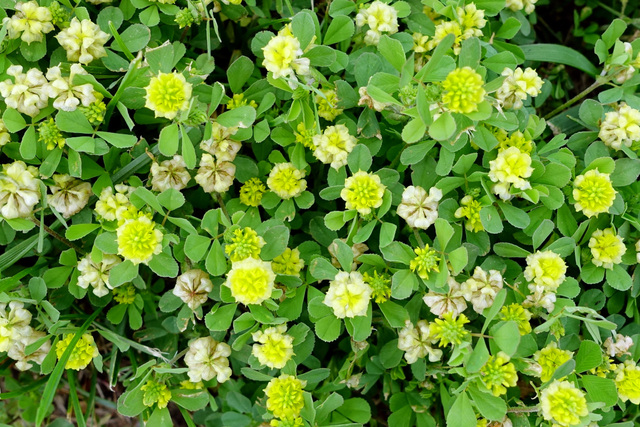 Trifolium campestre - plants