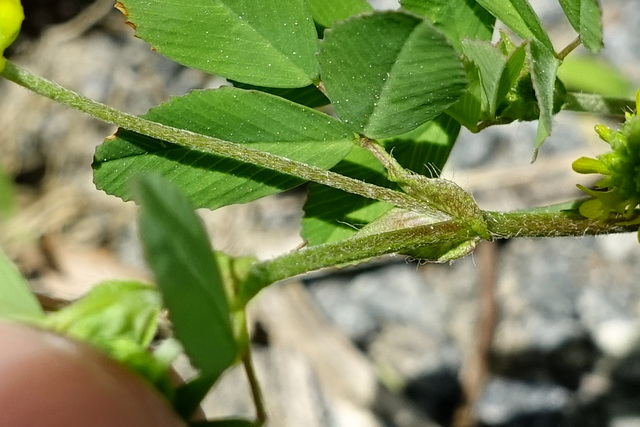 Trifolium campestre - stem