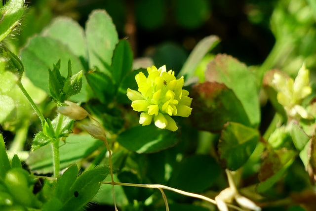 Trifolium dubium