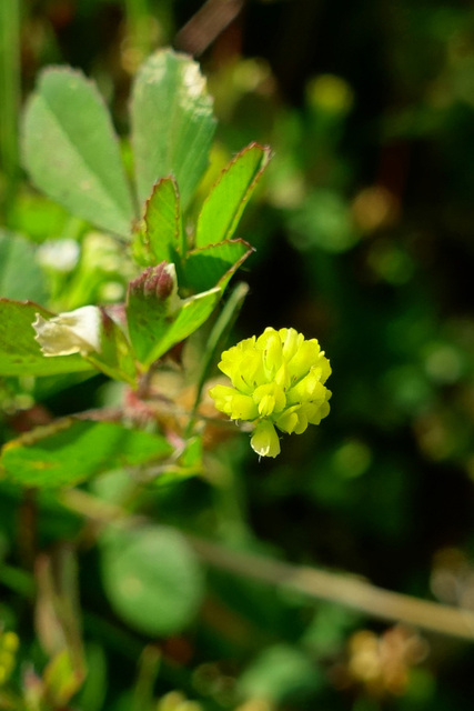 Trifolium dubium