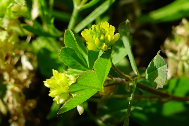 Trifolium dubium