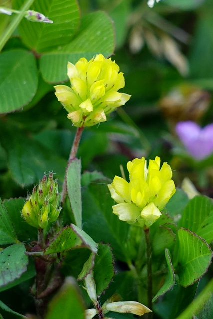 Trifolium dubium