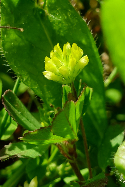 Trifolium dubium