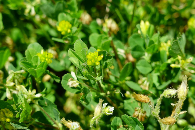 Trifolium dubium