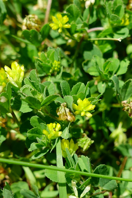 Trifolium dubium