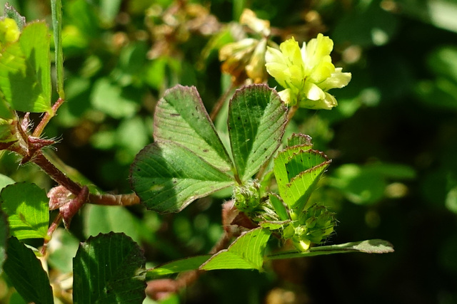 Trifolium dubium - leaves