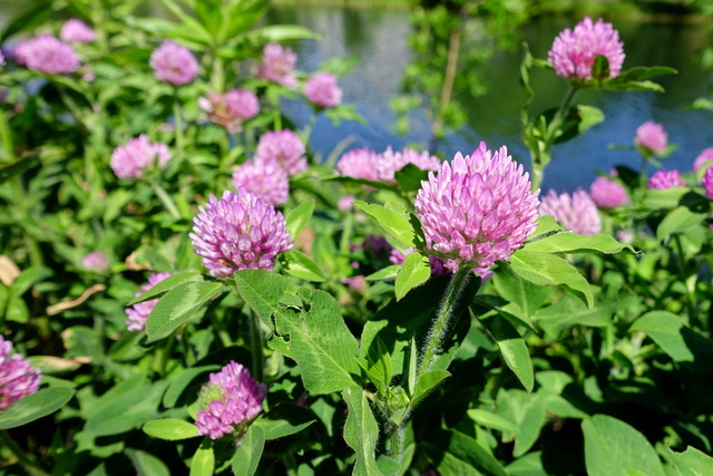 Trifolium pratense