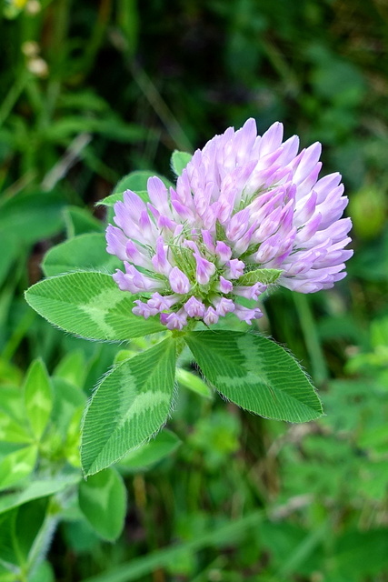 Trifolium pratense