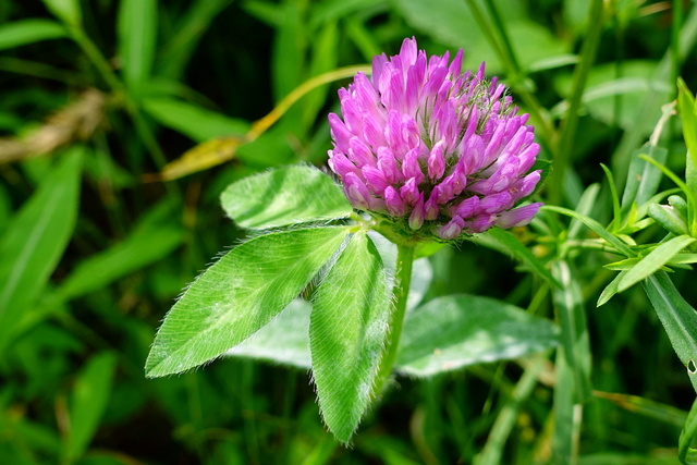 Trifolium pratense