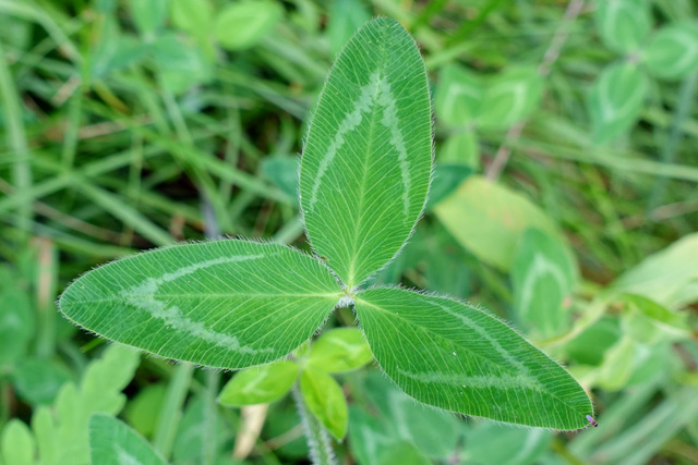 Trifolium pratense - leaves