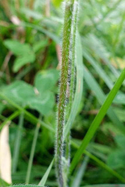 Trifolium pratense - stem