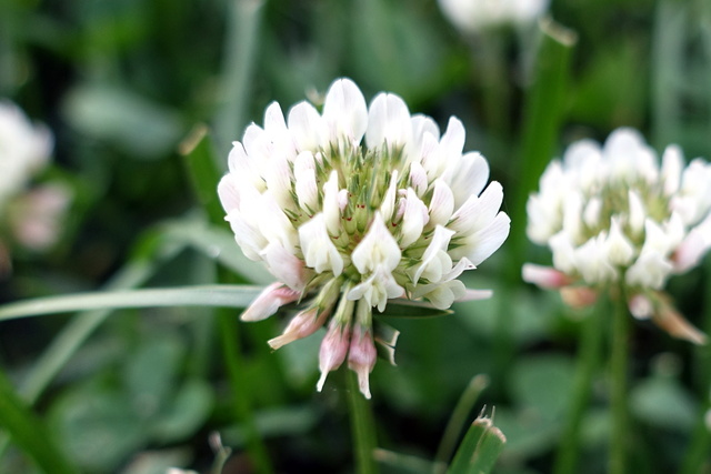 Trifolium repens