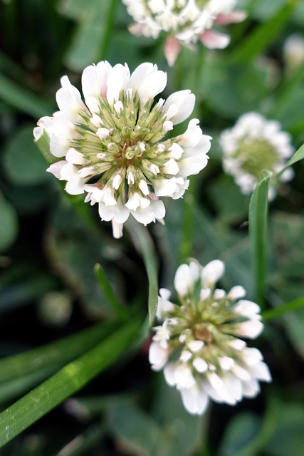 Trifolium repens