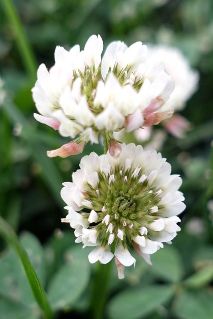 Trifolium repens