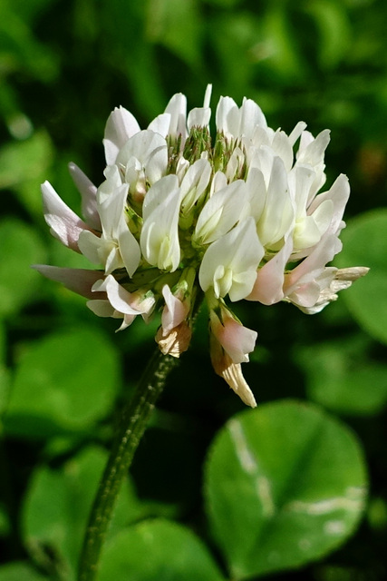 Trifolium repens