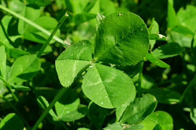 Trifolium repens - leaves