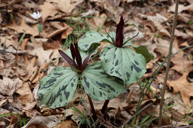 Trillium cuneatum