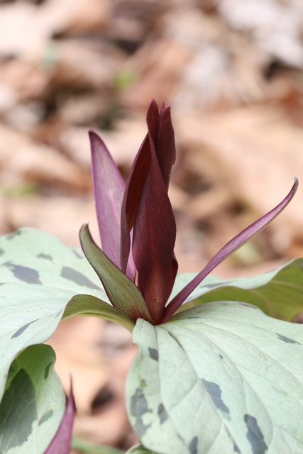 Trillium cuneatum