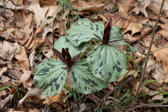 Trillium cuneatum