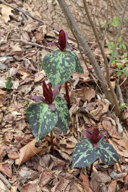 Trillium cuneatum