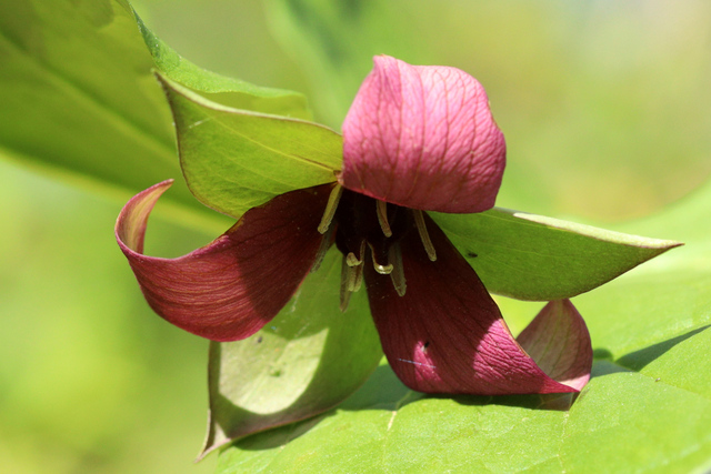 Trillium erectum