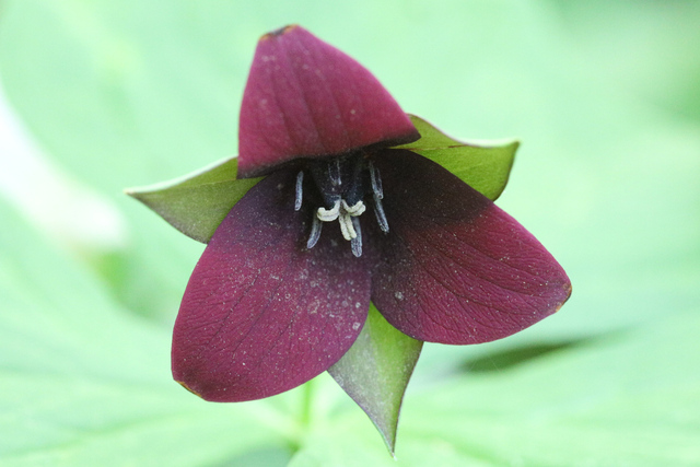 Trillium erectum
