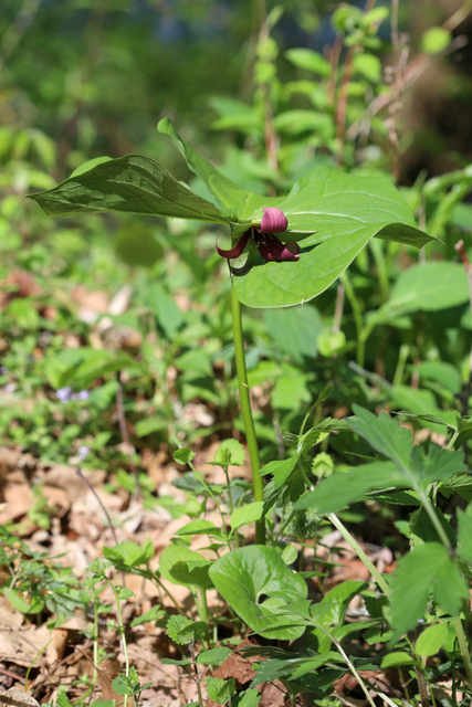 Trillium erectum - plant