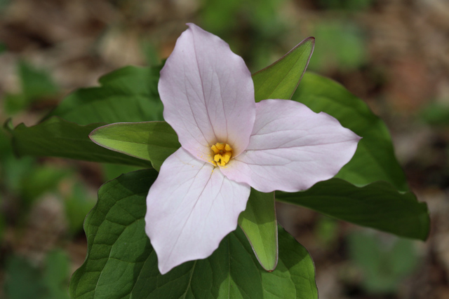 Trillium grandiflorum