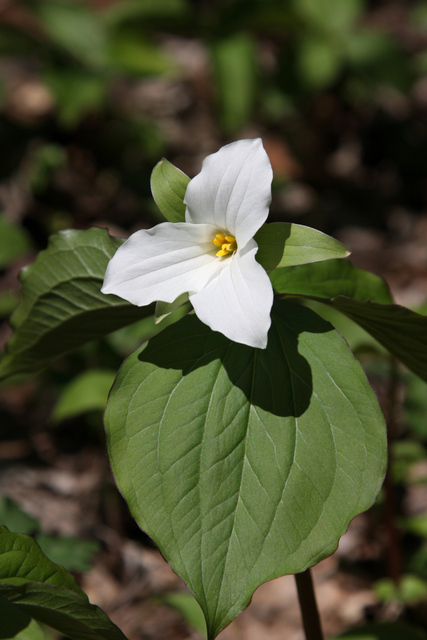 Trillium grandiflorum