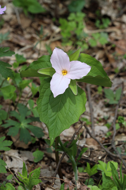 Trillium grandiflorum