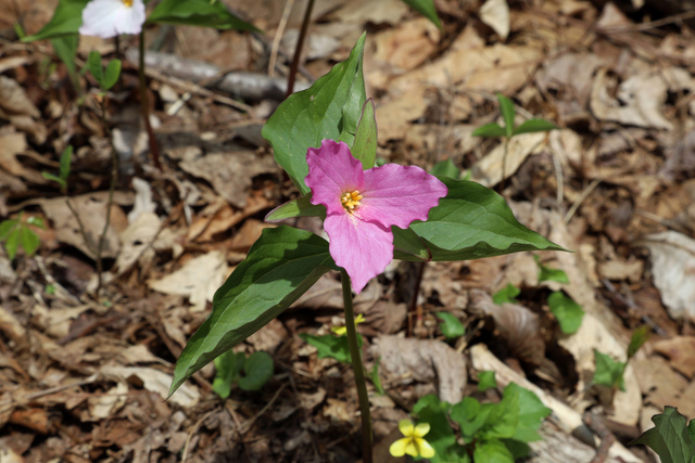 Trillium grandiflorum