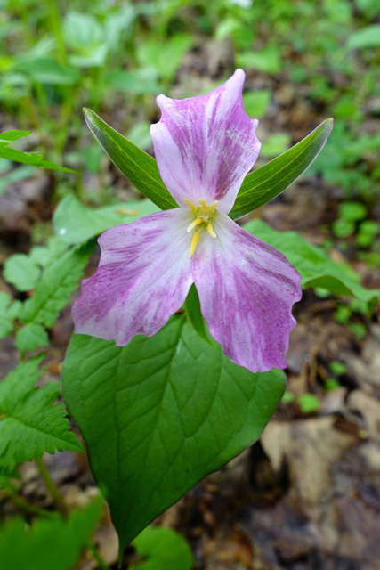 Trillium grandiflorum