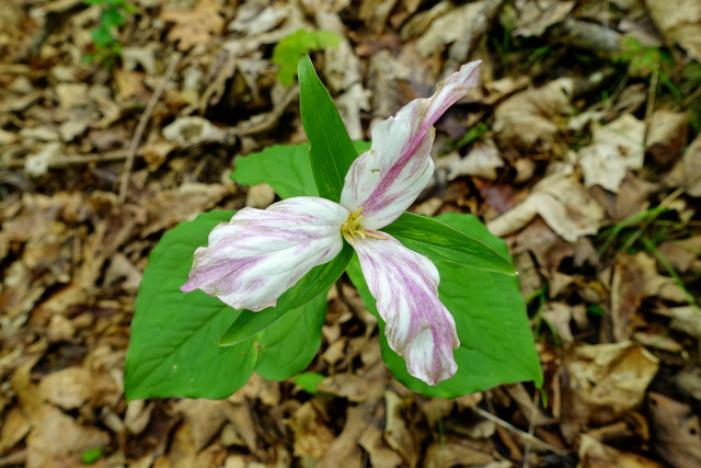 Trillium grandiflorum