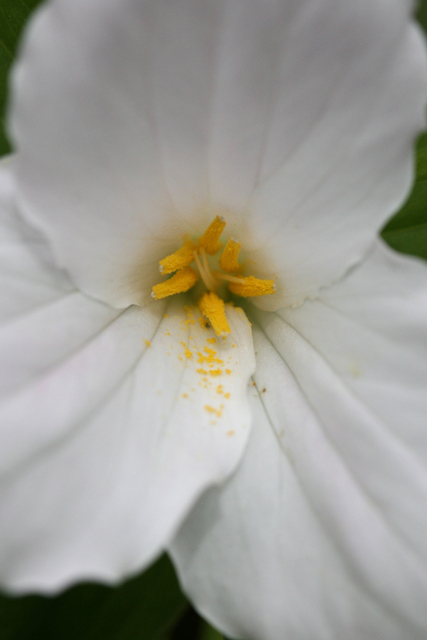 Trillium grandiflorum