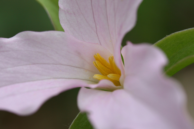 Trillium grandiflorum